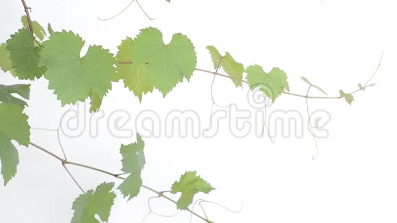 葡萄的叶子和藤蔓视频的预览图