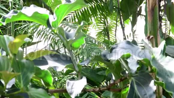 植物园里的热带植物和树木植物温室玻璃屋的内部热带背景4K视频的预览图