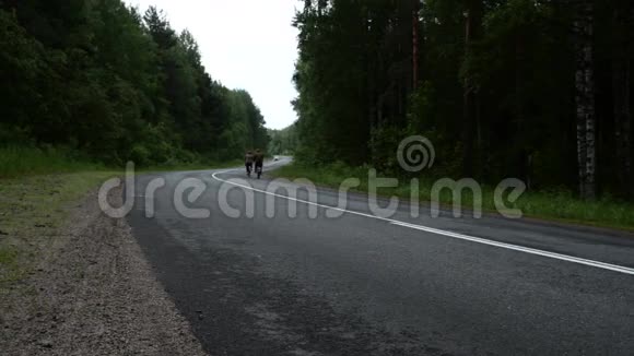 两个骑自行车的人和一辆孤独的车在森林路上视频的预览图