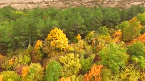 空气视图秋天公园的五彩树视频的预览图