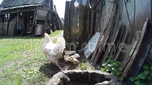 家养小鸡的鸡视频的预览图