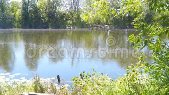 一个小森林湖古老宁静的池塘视频的预览图