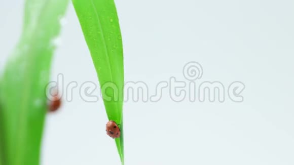 一只瓢虫在绿草上走到另一只瓢虫视频的预览图
