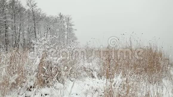 降雪美丽的冬季景观视频的预览图