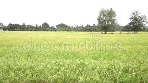 乡村微风中的绿色稻田视频的预览图