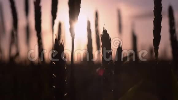 乡村日落时令人惊叹的宁静景色视频的预览图