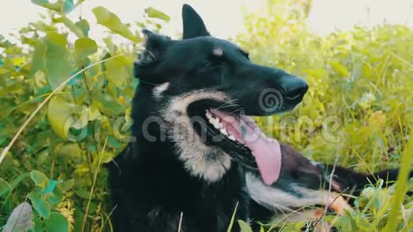 漂亮的狗看着周围舌头伸出来视频的预览图
