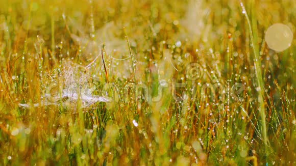 草茎和蜘蛛网上的露珠视频的预览图