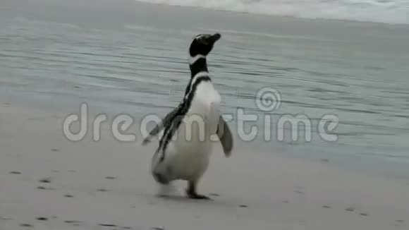 麦哲伦企鹅正在奔向大海视频的预览图