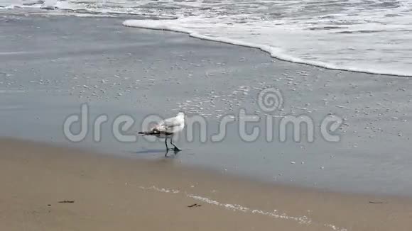 沙滩上的海鸥与海浪视频的预览图