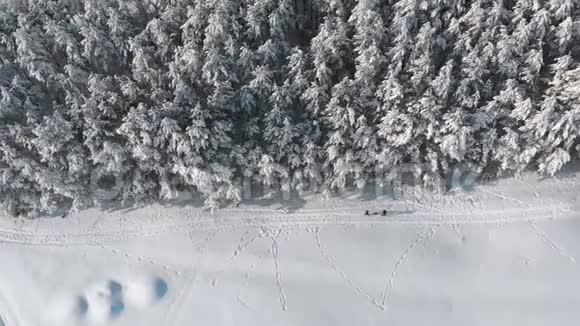 在阳光明媚的一天与人们一起观赏冬季松林和雪道的空中景色视频的预览图