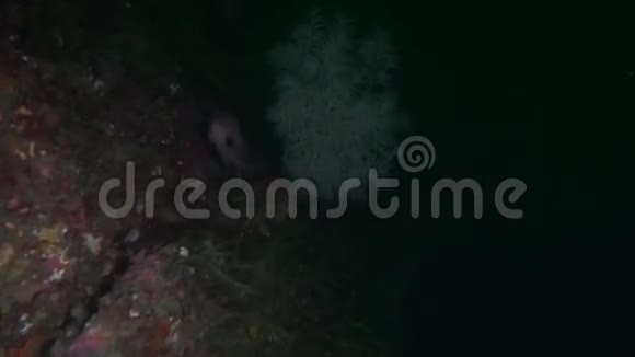 新西兰海底清澈海底背景下的红鱼视频的预览图