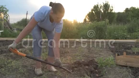 瘦削的农民女孩挖地收割土豆把土豆堆在木箱里视频的预览图