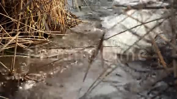石头和干芦苇之间快速流动的水景视频的预览图