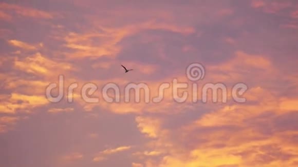 海鸥在夕阳的天空背景下飞翔视频的预览图