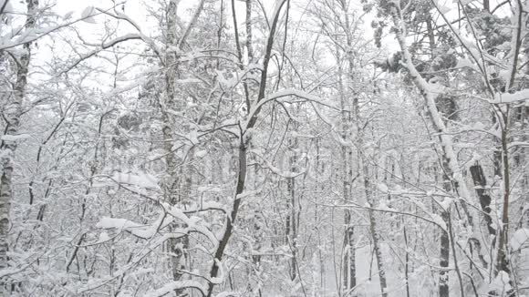 雪花飘落在森林里树干在风中轻轻摇曳视频的预览图
