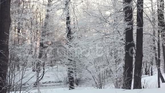 冬天的森林和太阳森林中的雪景阳光透过树木照耀视频的预览图