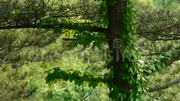 松树和松树风中的灌木丛浓密的摇摆树山坡杂草和草视频的预览图