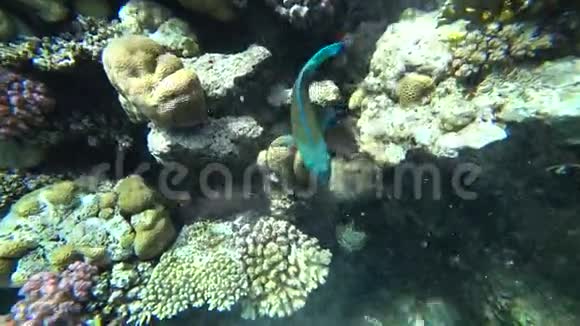 一只明亮的鹦鹉鱼在红海的珊瑚中航行视频的预览图