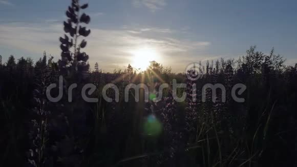 美丽的日落一片鲜花视频的预览图