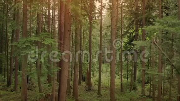 日落时穿过森林的空中移动视频的预览图