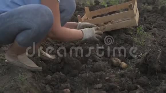 瘦削的农民女孩挖地收割土豆把土豆堆在木箱里视频的预览图