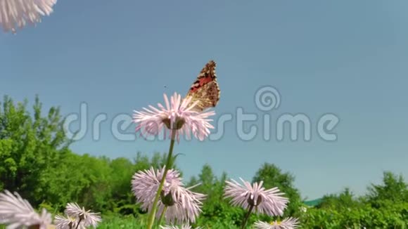 洋甘菊的花飞舞的蝴蝶采集花蜜视频的预览图