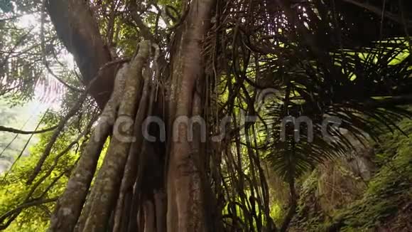 巴厘岛Trunyan公墓的塔鲁门岩大圣树视频的预览图