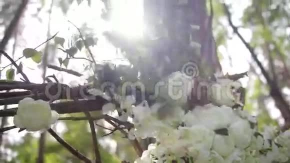 可爱的白色灌木玫瑰艳阳上的观赏白花花园里的嫩玫瑰美丽的玫瑰绿色视频的预览图