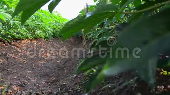 浅田木薯农场的多利滑块视频的预览图
