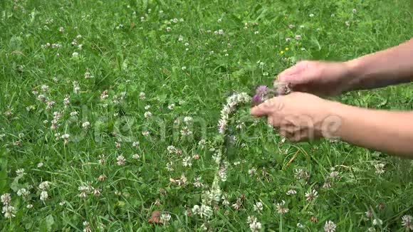 双手编织由红白三叶植物花组成的头花环4K视频的预览图