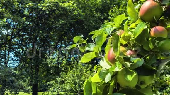 树枝上新鲜的有机苹果用滑块过滤视频的预览图