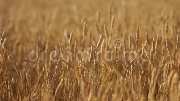 麦穗于田田田深浅黄金熟麦田丰收和农业主题视频的预览图