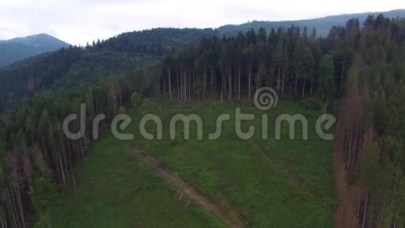 砍伐森林空中无人机森林景观在乌克兰被摧毁视频的预览图