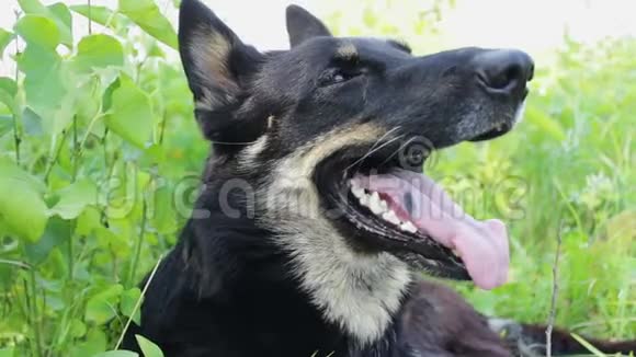 漂亮的狗看着周围舌头伸出来视频的预览图