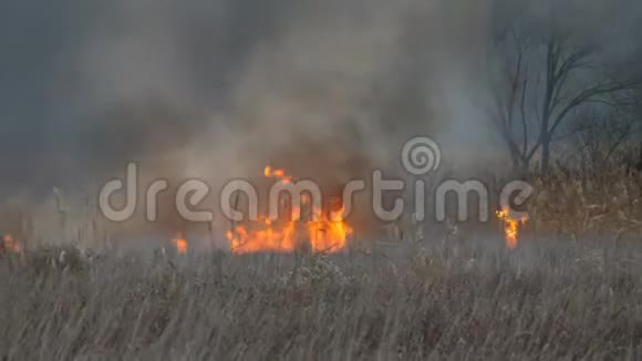 燃火于自然天灾燃烧着森林中干枯的草和灌木丛的巨大火焰视频的预览图