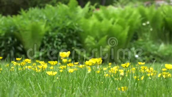 花园里有黄色的草甸花和蕨类植物的叶子4公里视频的预览图