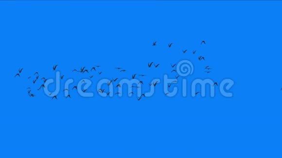 鸟群飞过来候鸟动物背景视频的预览图