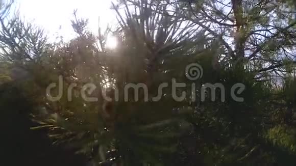 日落时分湖上的松树在阳光下视频的预览图