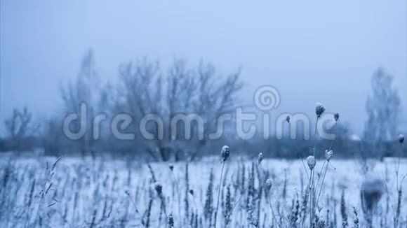 被雪覆盖的干花选定重点惊慌失措循环视频的预览图