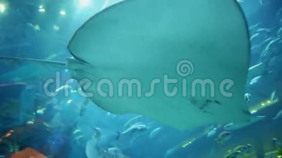 白色黄貂鱼在水族馆游泳视频的预览图