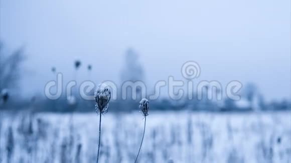 被雪覆盖的干花选定重点惊慌失措循环视频的预览图