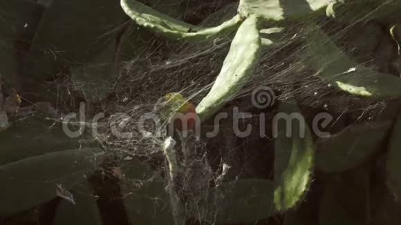 榕刺梨蜘蛛网视频的预览图