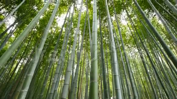 日本京都山竹林倾斜观景视频的预览图
