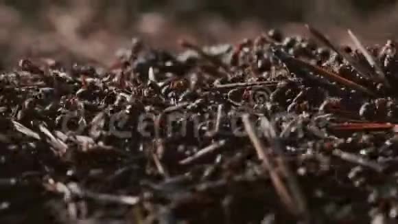 红森林蚁群在一个炭疽视频的预览图