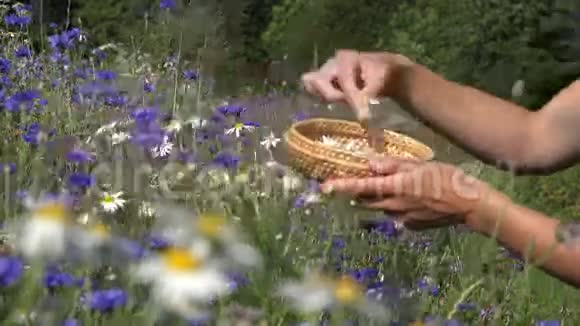 草药师手在夏田的矢车菊之间采摘雏菊4K视频的预览图