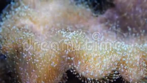 软珊瑚海洋水族馆视频的预览图