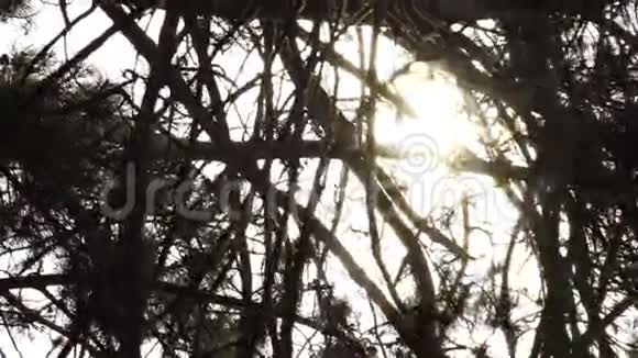 阳光穿过树枝和冷杉针视频的预览图