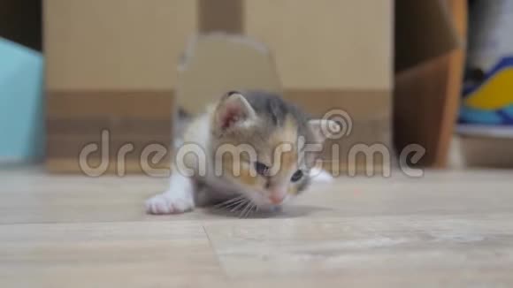 小猫绕着房间走第一步可爱的三色小猫的生活方式猫的概念视频的预览图