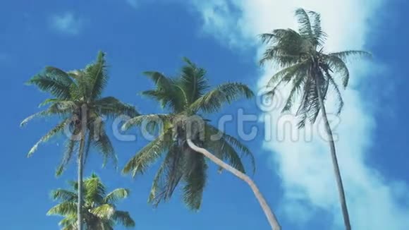 蓝天背景下的椰树视频的预览图